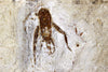 Fossil Cricket from Crato, Brazil 