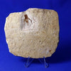 Fossil Cricket from Crato, Brazil 