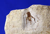 Fossil Cricket from Crato, Brazil 