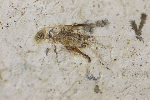 Fossil Cricket from Crato, Brazil 