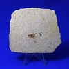 Fossil Cricket from Crato, Brazil 