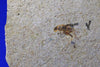Fossil Cricket from Crato, Brazil 