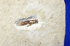 Fossil grashopper from Crato, Brazil 