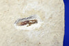 Fossil grashopper from Crato, Brazil 
