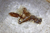 Fossil grashopper from Crato, Brazil 