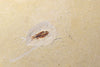Fossil Mayfly Nymph - Crato Formation, Brazil 