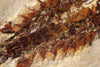 Fossil Mayfly Nymph - Crato Formation, Brazil 