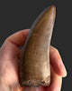 Large T. rex Tooth on Mammoth Ivory Pedestal