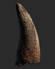 Large T. rex Tooth on Mammoth Ivory Pedestal