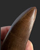 Large T. rex Tooth on Mammoth Ivory Pedestal