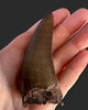 Large T. rex Tooth on Mammoth Ivory Pedestal