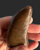 Large T. rex Tooth on Mammoth Ivory Pedestal