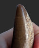 Large T. rex Tooth on Mammoth Ivory Pedestal