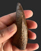 Large T. rex Tooth on Mammoth Ivory Pedestal