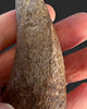 Large T. rex Tooth on Mammoth Ivory Pedestal