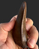 Large T. rex Tooth on Mammoth Ivory Pedestal