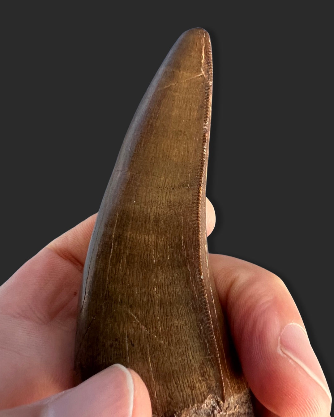 Large T. rex Tooth for Sale - 4.27 inches – Fossil Realm