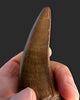 Large T. rex Tooth on Mammoth Ivory Pedestal