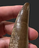 Large T. rex Tooth on Mammoth Ivory Pedestal