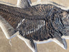 Large Fish with Small Fish in Belly