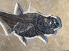 Large Fish with Small Fish in Belly