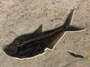 Fossil Palm with Fish - 72" x 70"