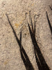 Fossil Palm with Fish - 72" x 70"