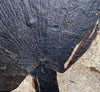 Fossil Palm with Fish - 72" x 70"