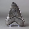 Megalodon Tooth, Pyrite Inlay  - 5.75"