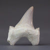 Set of 4 Fossil Shark Teeth - Otodus