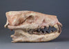 Hyaenodon horridus Skull - 11 inches