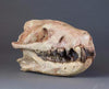Hyaenodon horridus Skull - 11 inches