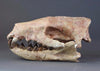 Hyaenodon horridus Skull - 11 inches