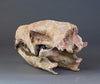 Hyaenodon horridus Skull - 11 inches