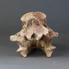 Hyaenodon horridus Skull - 11 inches