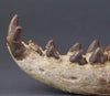Hyaenodon horridus Skull - 11 inches