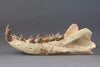 Hyaenodon horridus Skull - 11 inches