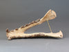Hyaenodon horridus Skull - 11 inches