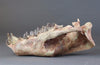 Hyaenodon horridus Skull - 11 inches