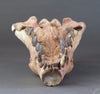 Hyaenodon horridus Skull - 11 inches