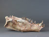 Hyaenodon horridus Skull - 11 inches