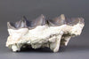 Gigantic Brontotherium (Titanotherium ingen) Teeth - 7.5 inches