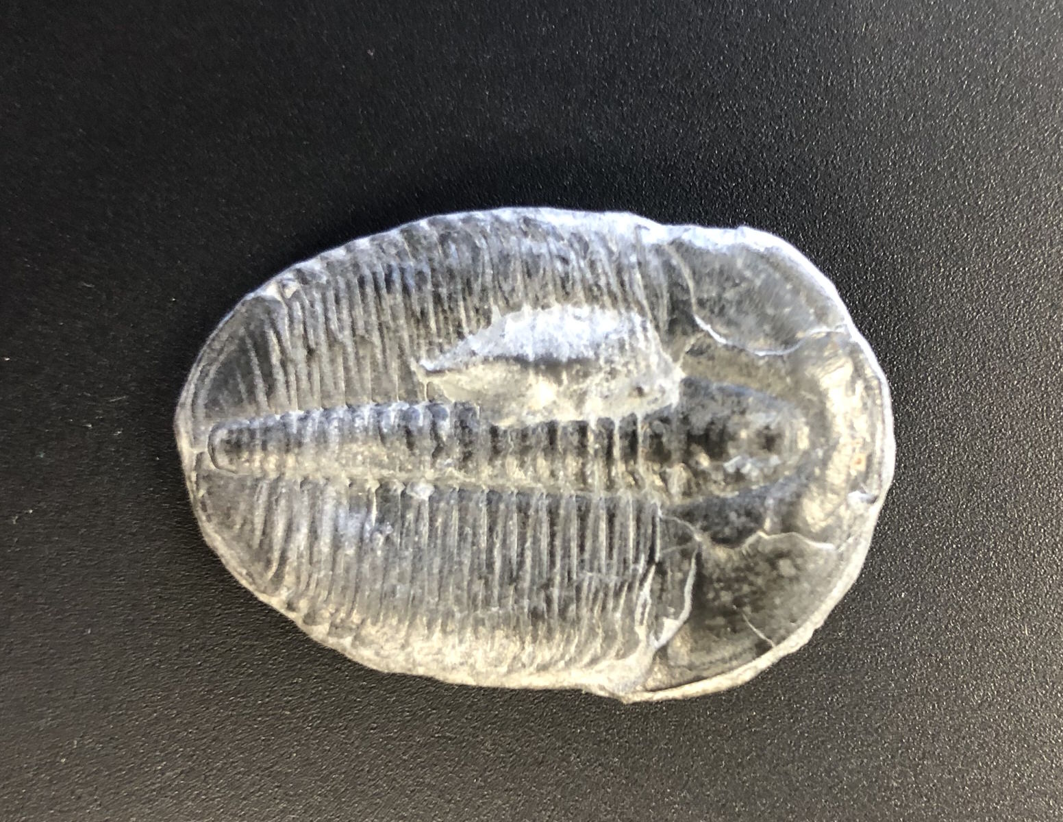 Elrathia Kingii TriloBite Fossil