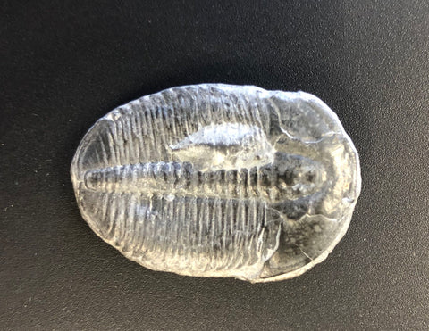 Elrathia Trilobites, 507 million years old -1 1/8"