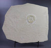 Large Fossil Horseshoe Crab With Trackway - 8.25”