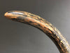 Dark Mammoth Tusk -  56"