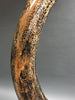 Dark Mammoth Tusk -  56"