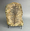 Early Conifer from New Mexico - 19 inches