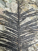 Early Conifer from New Mexico - 19 inches