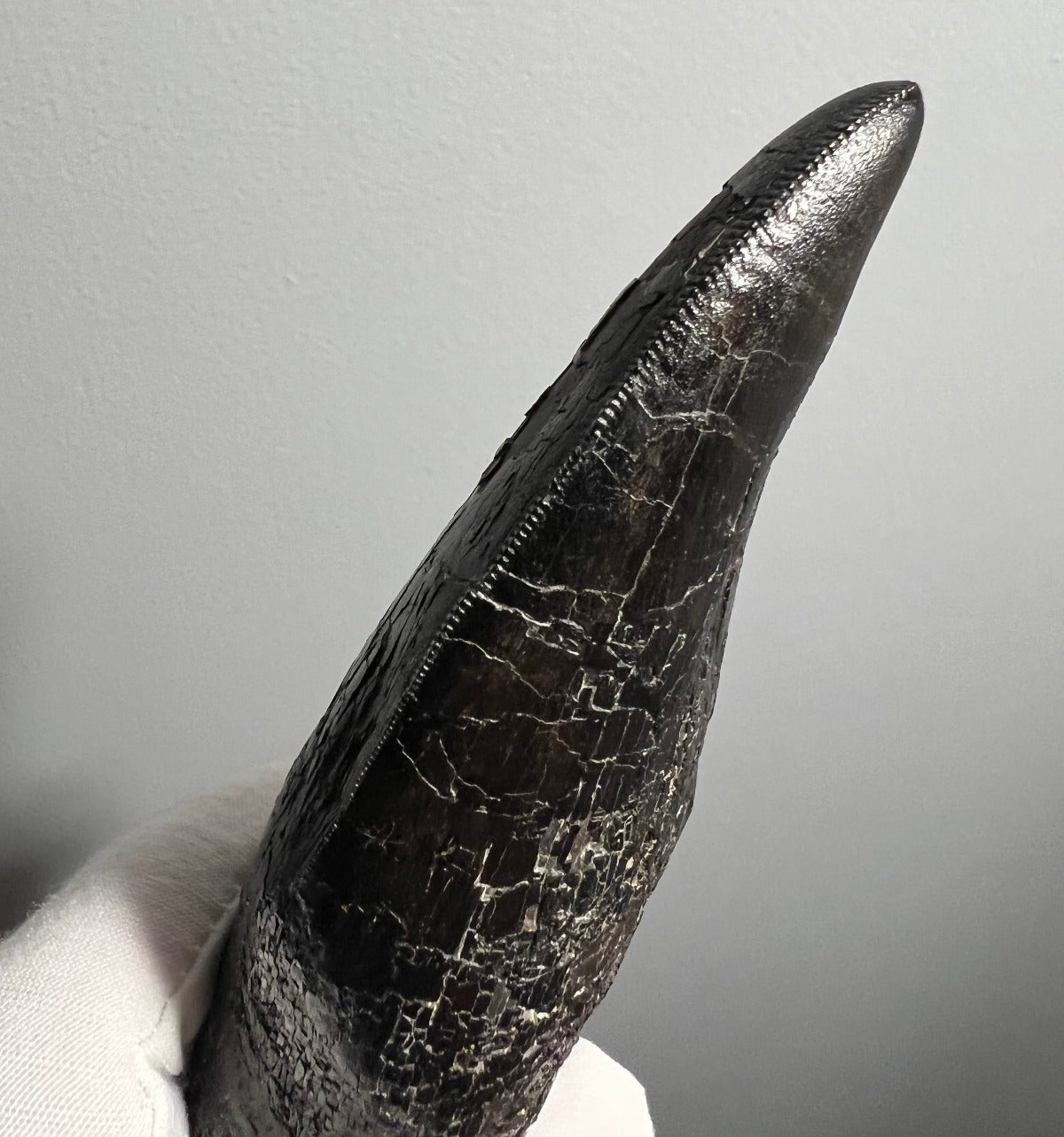 Complete Tyrannosaurus rex Tooth with Root for Sale – Fossil Realm